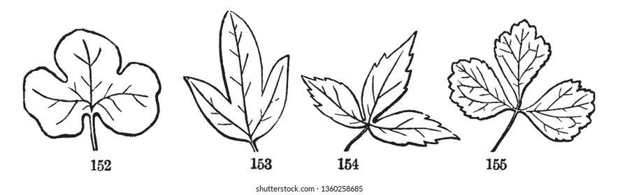 Esta es una imagen de hojas palmarias. En esta imagen de izquierda a derecha: Ilustración de línea vintage o grabado en tres lobed, tres cleft, tres parted y tres divididos.