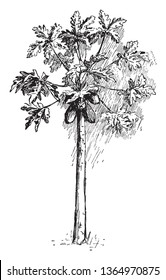 This is a image of Papaya tree which having many leaves & fruit. The leaves are having with a lobe & pointed edge. It's fruit are long  & thick with egg shape, vintage line drawing or engraving