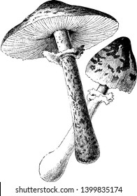 This is image of Parasol Mushroom. The Cap speaks to the upper part And the lower part is called the stipe's, vintage line drawing or engraving illustration.