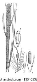 This is a image of part Common Bulrush where Typha latifolia; 2, its fruit; 3, a section of the seed; 4, the embryo; 5, a stamen, vintage line drawing or engraving illustration.