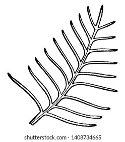 This is a image of pectinase leaf. They having the segment arranged in regular, comb-like rows arising from a straight back single ranked, vintage line drawing or engraving illustration.