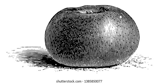 In this image is the pendu plat apple. They are also used in cooking, vintage line drawing or engraving illustration.