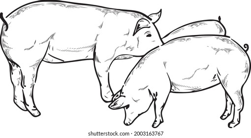This is the image of a pig living on a farm.