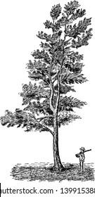 This is the image of a pine tree, there is a man standing under the tree, vintage line drawing or engraving illustration.