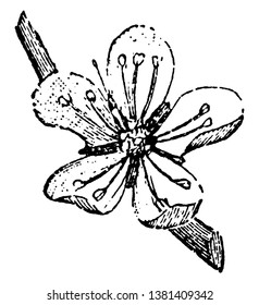 In diesem Bild ist die rosafarbene Blume eines Mandelbaums, Vintage-Linie Zeichnung oder Gravitation Illustration.