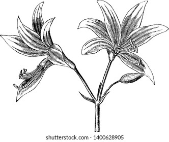 This is an image is of Placea Arz. The flower grows in the winter and spring, vintage line drawing or engraving illustration.