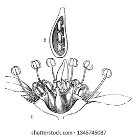 This image is from a plant called Goat's Beard, it is shown in two parts, vintage line drawing or engraving illustration.
