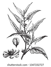 Dieses Bild ist eine Pflanze namens JUTE, die für Düngemittelblätter, Stalk für später, und Samen für Ölkuchen und internen Balken für Fasern, Vintage-Linie Zeichnung oder Gravur-Illustration verwendet wird.