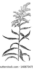 Esta imagen es una hoja de planta llamada Late Golden-Rod; es miembro de la familia Composite, dibujo vintage o ilustración grabadora.