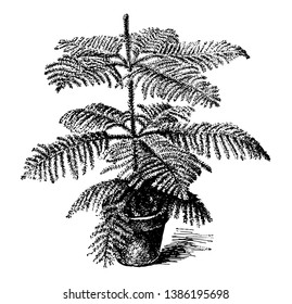 In this image the plant is light green and has curved soft, sharp pointed leaves, vintage line drawing or engraving illustration.