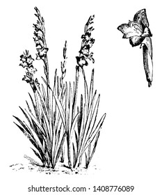 Dieses Bild stammt von der Pflanze Gladiolus Psittacinus, deren Länge mehr als 1 Fuß hoch ist, mit 10 bis 12 Blumen, Vintage-Linien-Zeichnung oder Gravitation Illustration.