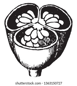 This is an image is of Pod of St. John's Wort. They are cut off half and His inner seeds are seen, vintage line drawing or engraving illustration.