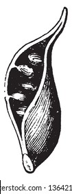 This image is of pod. And they pod are Opened, so seen the inner seeds, vintage line drawing or engraving illustration.