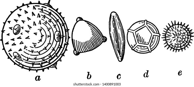 This is an image of pollen grains. The study of pollen is called palynology and is highly useful in paleoecology, paleontology, archaeology, and forensics, vintage line drawing or engraving