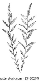 This is the image of Polygala senega flower and it is related to milkwort family. It is also known as Seneca snakeroot, vintage line drawing or engraving illustration.