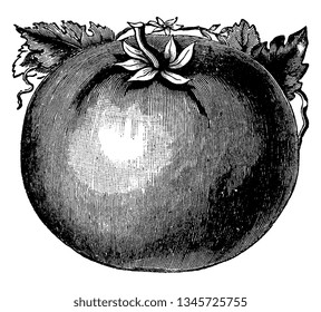 Esta es una imagen del Tomate Puritano de Rawson. Se ha cultivado desde hace varios años como primera variedad, dibujo de línea vintage o ilustración de grabado.