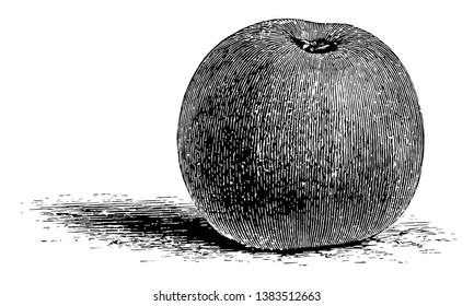 In this image The Reinette Grise apple is a dessert apple. The apple has a sugary flavour, vintage line drawing or engraving illustration.