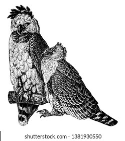 This image represents American Harpy Eagle is a neotropical eagle, vintage line drawing or engraving illustration.