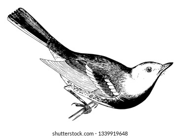 This image represents black Throated Green Warbler vintage line drawing or engraving illustration.
