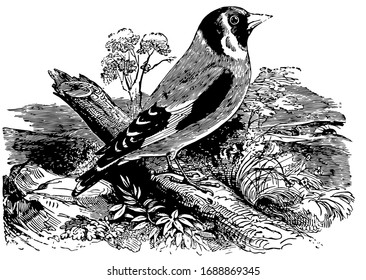 This image represents Common Goldfinch of Europe, vintage line drawing or engraving illustration.