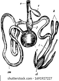 This image represents Fowl Digestive System, vintage line drawing or engraving illustration.
