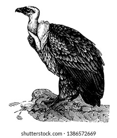 Dieses Bild repräsentiert den Fulvous-Vulture, Vintage-Linienzeichnung oder Gravur-Illustration.