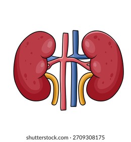 Esta Imagen representa el sistema excretor humano en un estilo de dibujos animados simple.