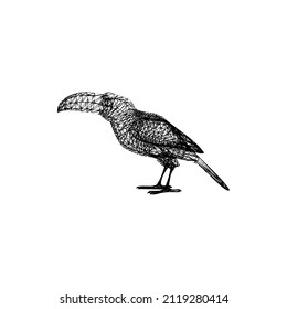 
This image represents a large beaked bird, a vector with vintage outlines or a simple illustration.