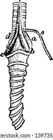 This image represents the Laryngeal Muscles of a Rook vintage line drawing or engraving illustration.