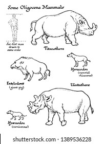 This image represents Mammals from the Oligocene Mammals, vintage line drawing or engraving illustration.