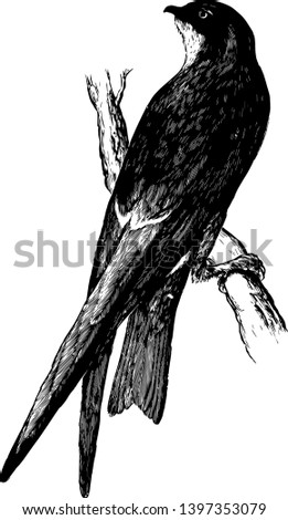 This image represents Northern Black Cloud Swift vintage line drawing or engraving illustration.