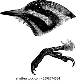 This image represents Nuttall Woodpecker vintage line drawing or engraving illustration.