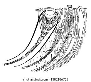 This Image Represents Pallial Eye And Aesthetes Of A Chiton, Vintage Line Drawing Or Engraving Illustration.