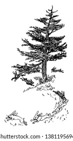 This image represents Rabbits Hopping around a large pine tree, vintage line drawing or engraving illustration.