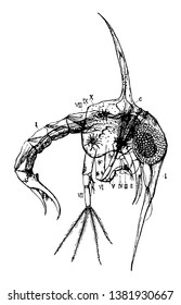 Dieses Bild repräsentiert den Zoaea von Shore Crab, das Zeichnen von Vintage-Linien oder die Gravur-Illustration.