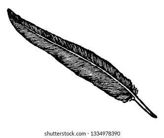 Vintage Feather Set Isolated On White Stock Vector (Royalty Free) 153594092
