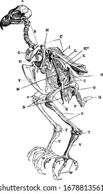 This image represents Skeleton of a Sparrowhawk, vintage line drawing or engraving illustration.