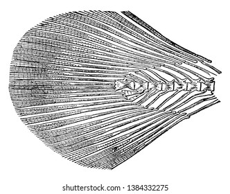 This image represents Spotted Burbot Tail, vintage line drawing or engraving illustration.