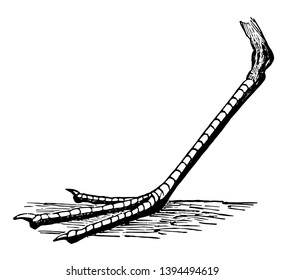 This image represents Tridactyle Foot of a Sanderling vintage line drawing or engraving illustration.
