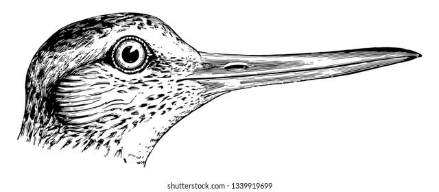 This image represents Willet Head vintage line drawing or engraving illustration.