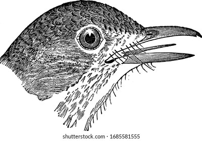 This image represents Wood Thrush, vintage line drawing or engraving illustration.