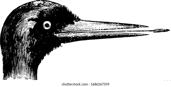 This image represents Woodpecker, vintage line drawing or engraving illustration.