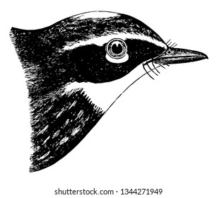 This image represents Yellow rumped Warbler vintage line drawing or engraving illustration.