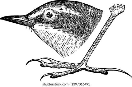 Esta imagen representa el dibujo o la ilustración de la línea de color amarillo Wagtail Head y Foot vintage.