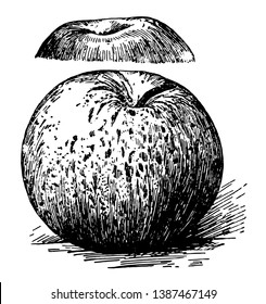 Auf diesem Bild sehen Sie einen Schönheitsapfel Rom, eine Vintage-Linie-Zeichnung oder Gravur-Illustration.