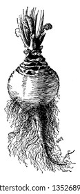 Dies ist ein Bild der Wurzel von Brassica Campestris und auch bekannt als Rübsenf Senf. Es hat gelbe Blumen und grüne Blätter, Vintage-Linie Zeichnung oder Gravur-Illustration.