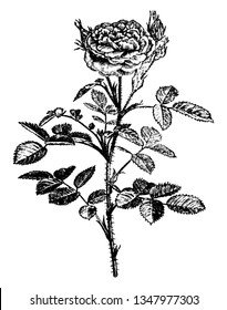 This is an image is of Rosa Centifolia Pomponia plant. His stem, branches and leaves are thorny and flowers are rose-purple with ovate, serrated leaves, vintage line drawing or engraving illustration.