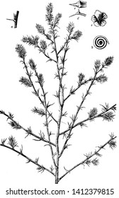 This is an image of Saltwort plant. The saltwort is a native of the U.S, Those plants growing along the sandy seashore, vintage line drawing or engraving illustration.