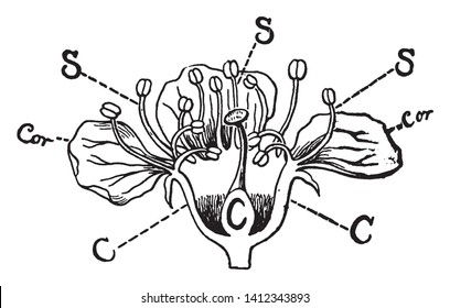 This is an image of section of Cherry Blossom. The blossoms of the growing cherry trees are very susceptible to frost damage, which lowers your fruit crop, vintage line drawing or engraving