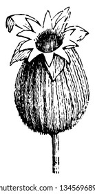 Esta es la imagen del Buque de Semilla de Lychnis y tiene semilla dentro de la vaina. Lychnis es una planta floreciente, un dibujo vintage de líneas o una ilustración de grabado.